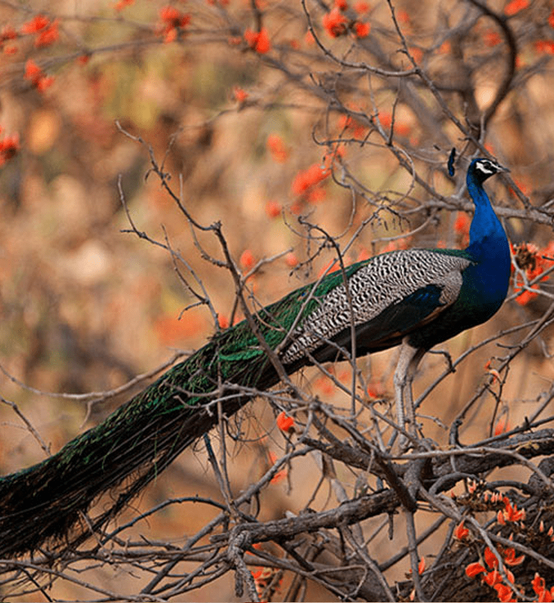 india wildlife